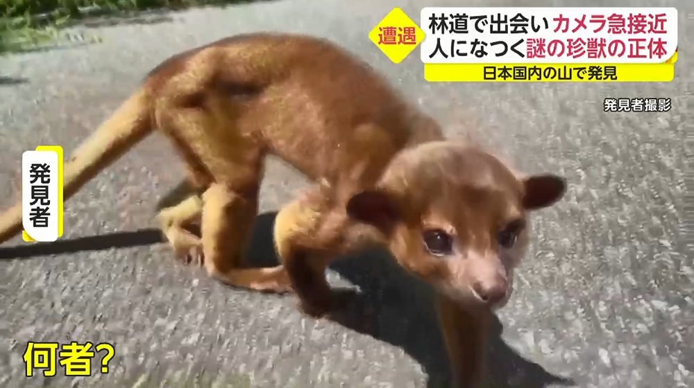 めっちゃついてくるやん 林道で遭遇した謎の動物 キンカジュー とは 人になつくが注意点も Twitter