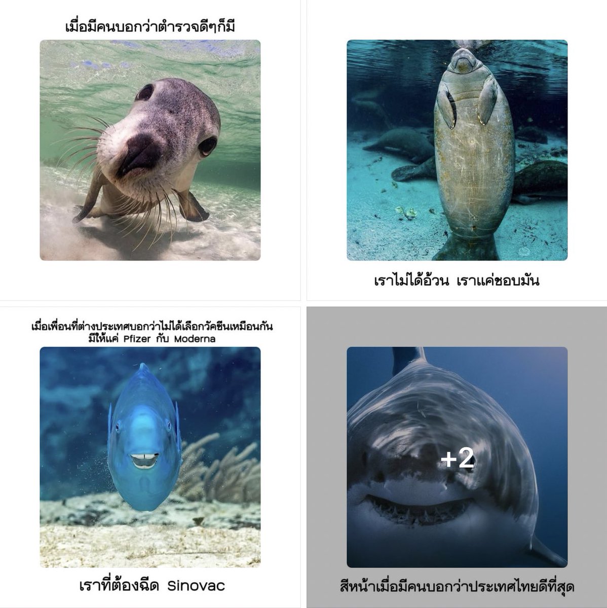 Sustainable Ocean Alliance Thailand tweet media