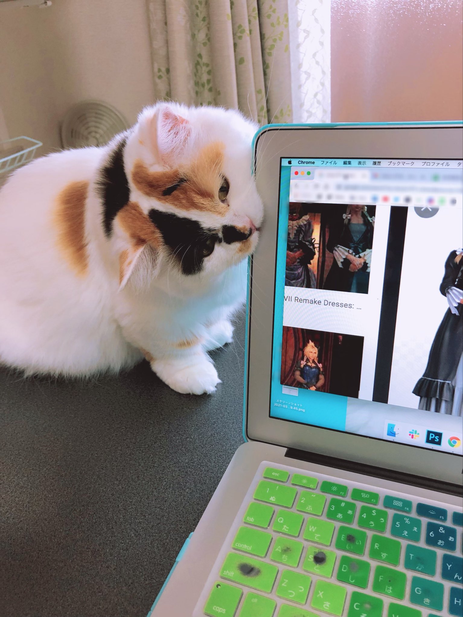 ひめ Hime マンチカン猫 Munchkin Cat Himechan Munch Twitter