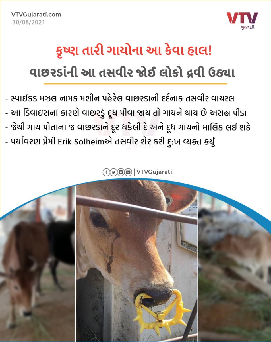 VtvGujarati's tweet photo. કૃષ્ણ તારી ગાયોના આ કેવા હાલ!

#vtvcard https://t.co/oCF89l0Yh6