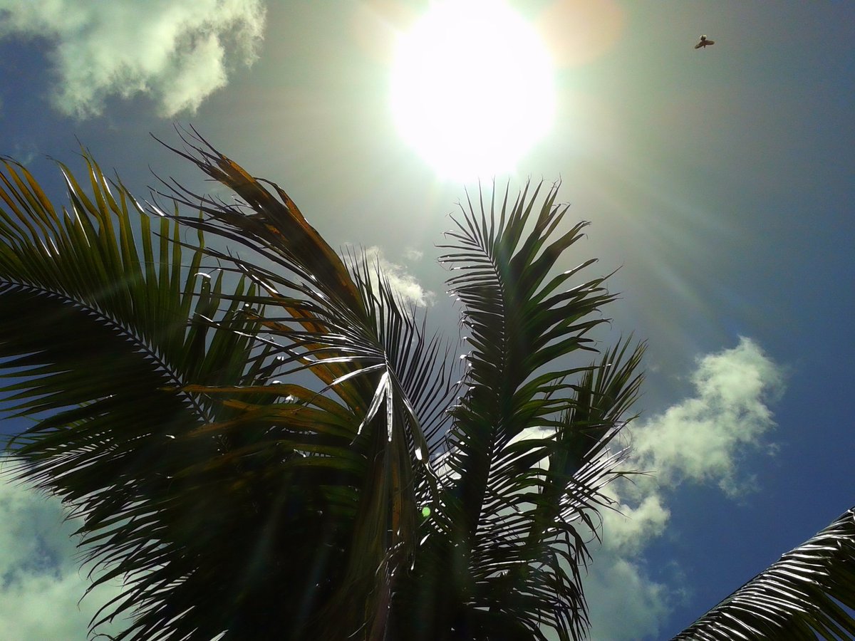 JorgeGNYCMIA's tweet photo. @JorgeG179 #Miami #Sky #Clouds #Sunshine #Palmtrees #birds #photo #photodaily #photoftheday #photograph #photographer #photography #photooftheweek #photosession #photostudio #skyphotography #sunrays #sunflares #lensflare #SunshineOneMorning https://t.co/CAmmZmssnR