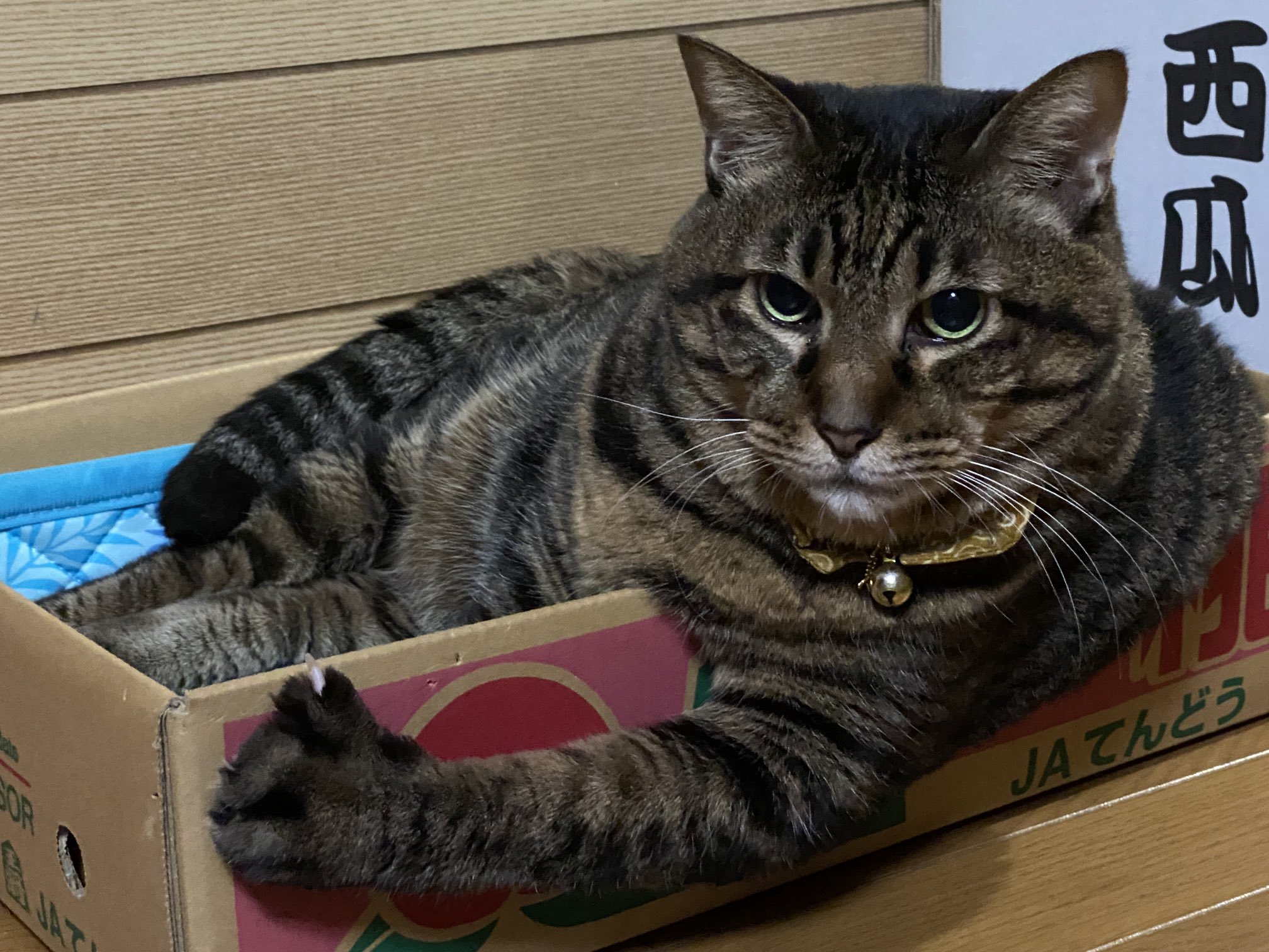 面白猫写真 Twitter Search Twitter