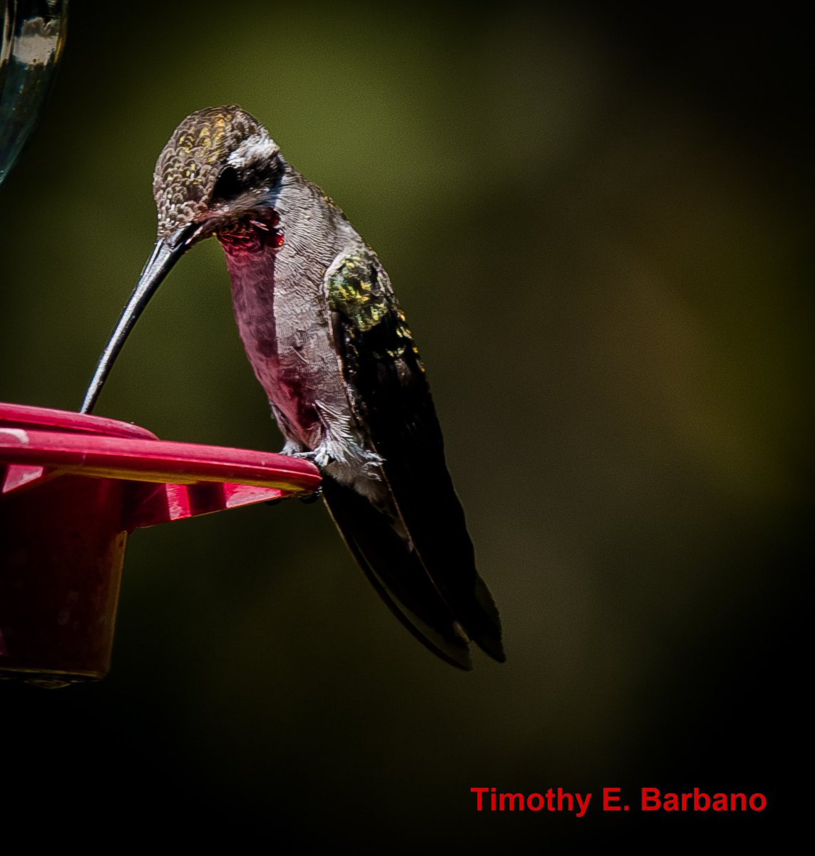 Hummingbirdsteb's tweet photo. One of the rarest hummingbirds to see in United States, two  show up outside the cabin I was staying in Az. , USA 👉🏼 PLAIN-CAPPED STAR-THROAT
Heliomaster constantii https://t.co/VyjJWL7eAD