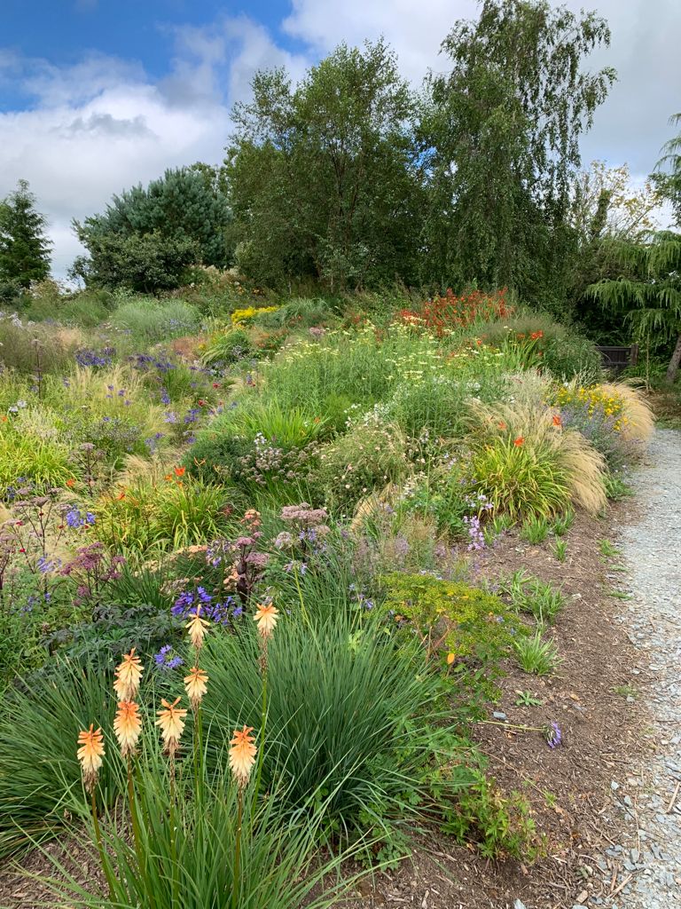 CwllGardenSoc's tweet photo. A trip to Wildside over the border in Devon. A magnificent prairie garden hot with colour at this time of year. Considered drought resisting and prairie planting? If so, take inspiration from "Wiley at Wildside" #PrairiePlanting   #CGS #ShareYourGarden #CornwallGardenSociety https://t.co/hy7JywynIG