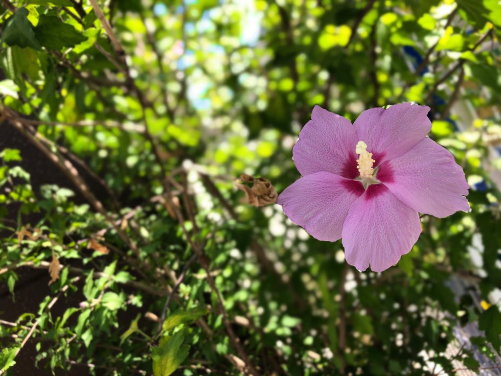 XmLq1mkgg1Msw6U's tweet image. 🌸