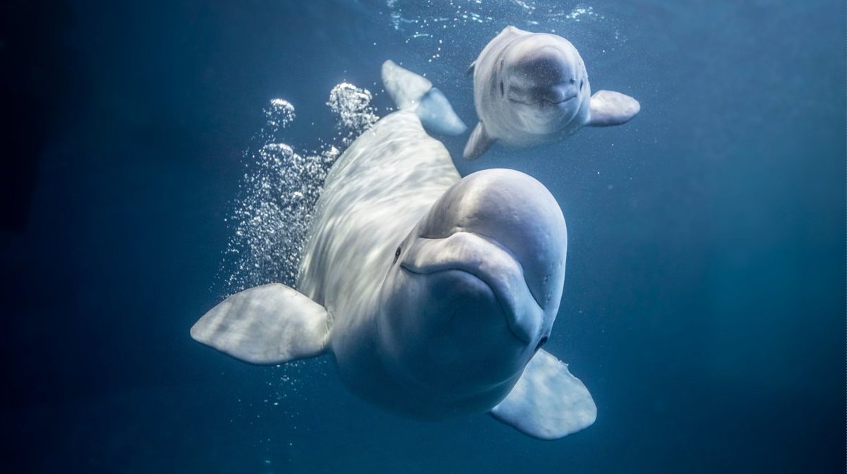 SheddLearning's tweet photo. Happy first day of classes to @ChiPubSchools students &amp; teachers🍎. We look forward to field trips both virtually &amp; in-person where we can look nature in the eye 👁️, be curious about the world 🌎 around us, &amp; act for the aquatic world 🌊 together. #SheddLearning #SheddEducator https://t.co/TVVh4dWaGD