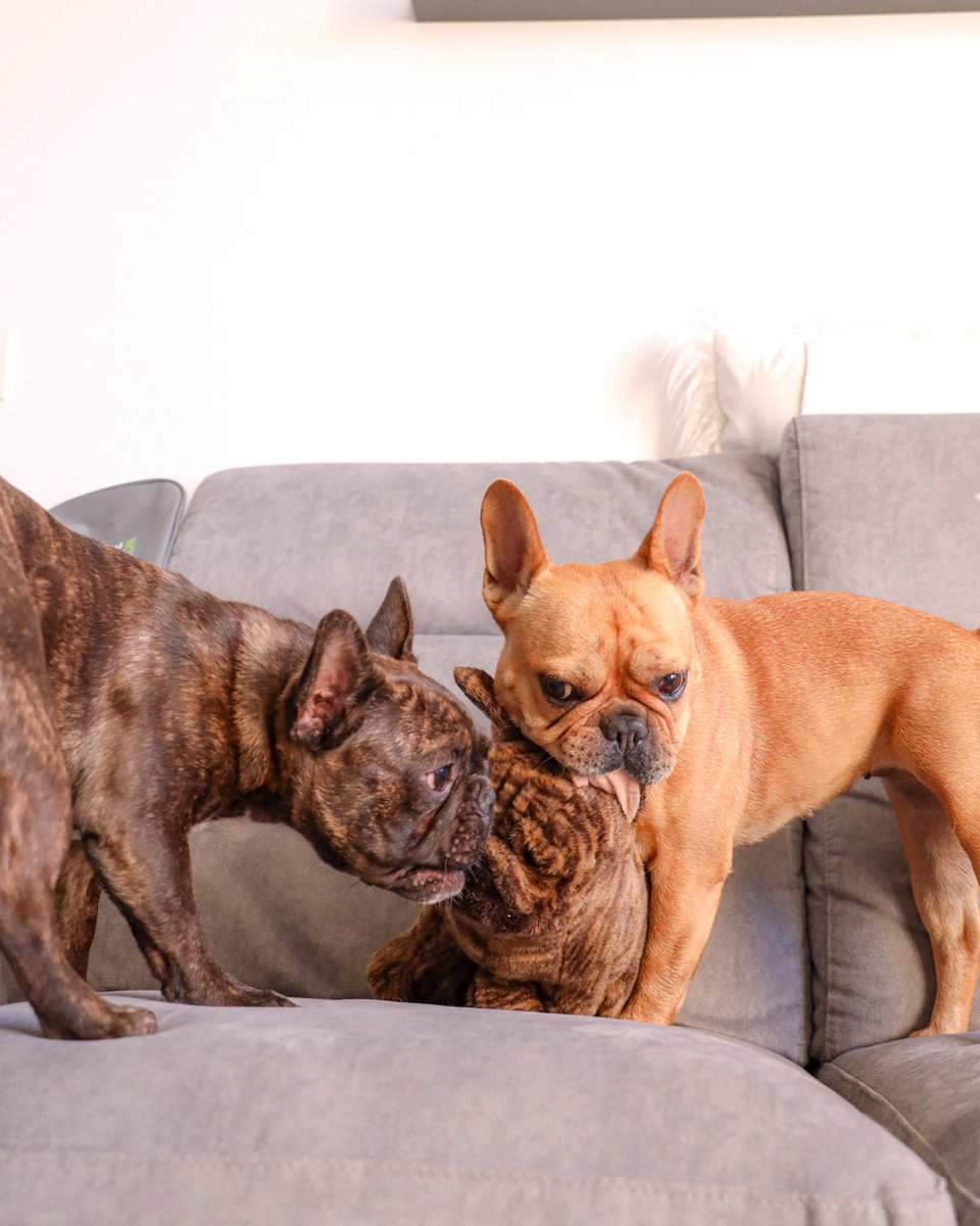 Sneaky Tom cares for his little brother 🥰🐶🤣

Every time when Isa wants to play with plush toys, Tom joins the show and steals the Toy. And this is how fight begins. 🤣🐶🤩

 #frenchie #frenchbulldog #dog #dogstagram #dogsofig #frenchiesofig #frenchielover #doglover