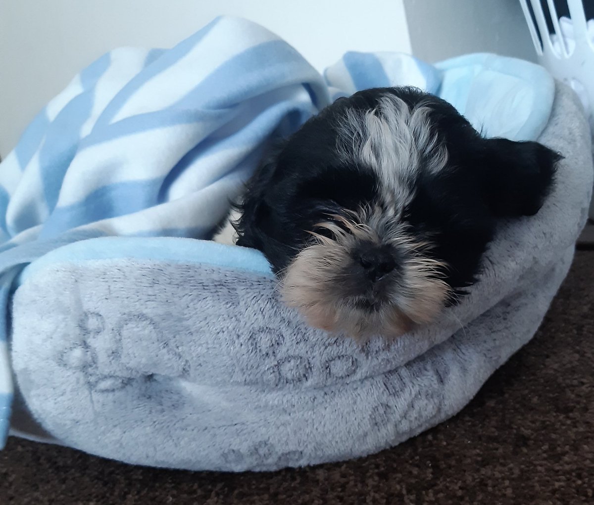 Emily Aldred tweet media