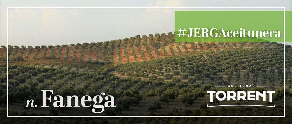 AceitunaTorrent's tweet photo. ¿Sabéis que es una fanega?
La Fanega es una medida agraria de superficie, de valor variable según las regiones.
En Córdoba equivale a 6.140 metros cuadrados.
¿Y en tu región?
#JergAceitunera #Fanega https://t.co/FaZJaqSteL