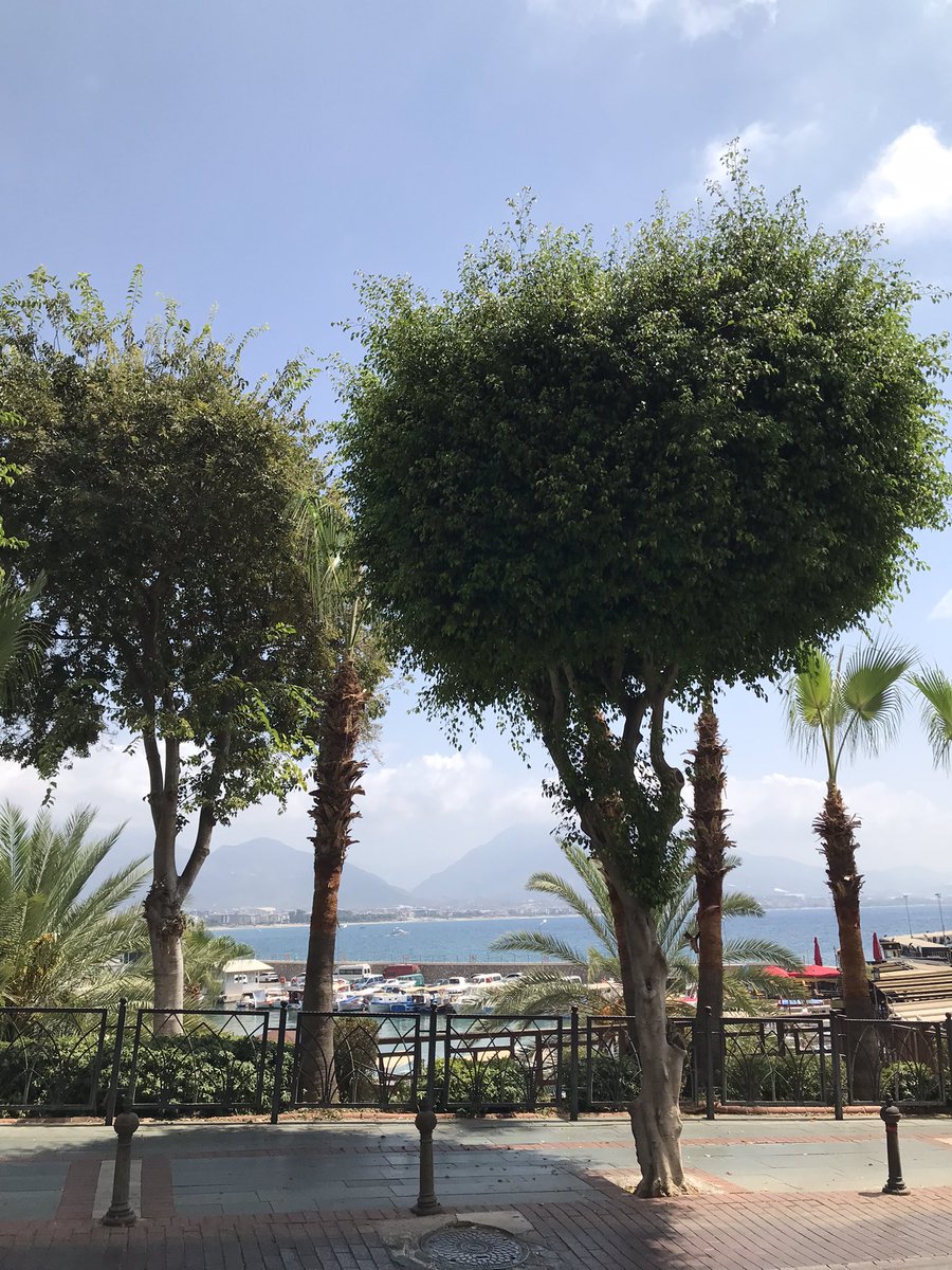 UK250463's tweet photo. @Eternaltree1 Love those trees.
I’m at the Mediterranean in #Alanya #Tur at present and love the change with beautiful #FicusBenjamin trees in the streets - you have to get used to the view though as we normally have them as room plants in our houses 🪴😉😁 https://t.co/eVsS0lf8ML