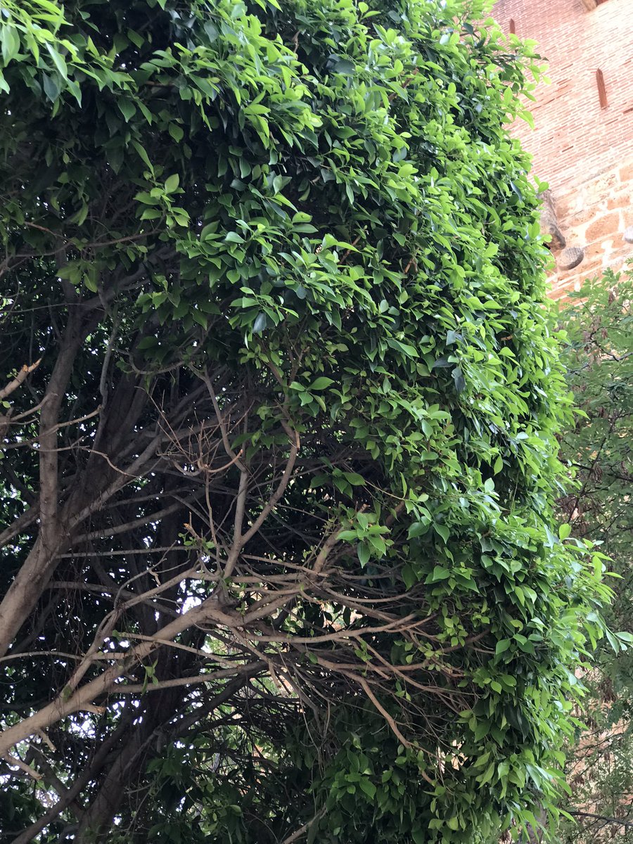 UK250463's tweet photo. @Eternaltree1 Love those trees.
I’m at the Mediterranean in #Alanya #Tur at present and love the change with beautiful #FicusBenjamin trees in the streets - you have to get used to the view though as we normally have them as room plants in our houses 🪴😉😁 https://t.co/eVsS0lf8ML