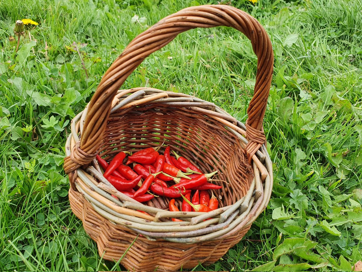 Collecting chillis in a beautiful hand crafted willow basket by Trish of Island Willow, based in Wexford. Trish & Dave even grow their own willow to weave into baskets  #shoplocal #lookforlocal #craftsman #Wexford