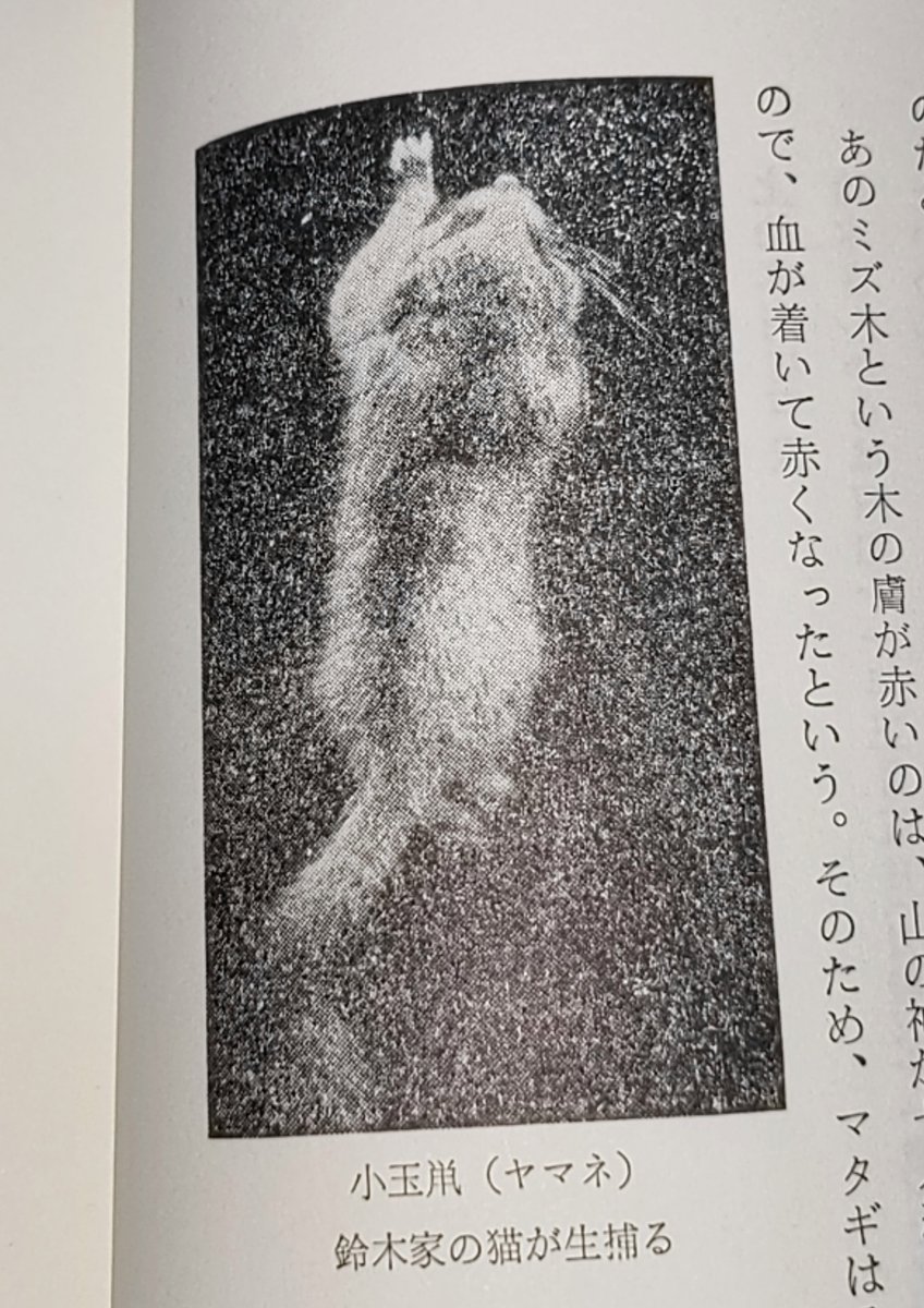 秋田のマタギに伝わる 爆発するヤマネ の伝承ってほんと Togetter