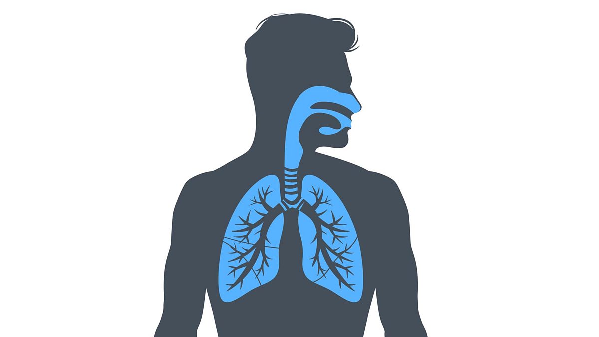 Дыхательная система человека вектор