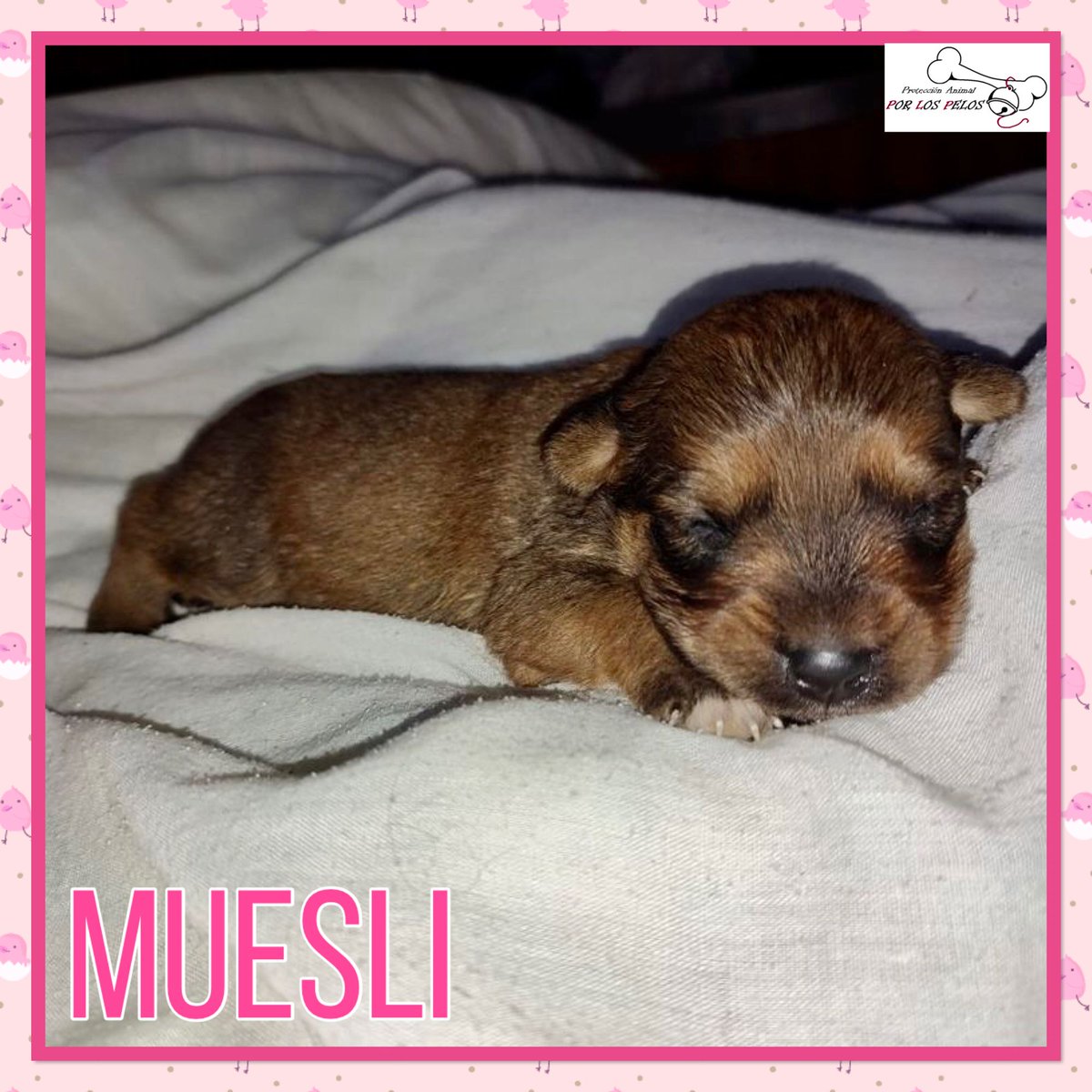 9 #cachorros mestizos de 1mes en busca de #adopcion ‼️‼️‼️Serán entregadxs al cumplir 2mesecitos y alcanzarán un tamaño mediano. Si te has enamorado de algunx de ellxs, escríbenos a: proteccion.animal.lasagra@gmail.com Gracias 😊☺️ buff.ly/2HQm0Ne…