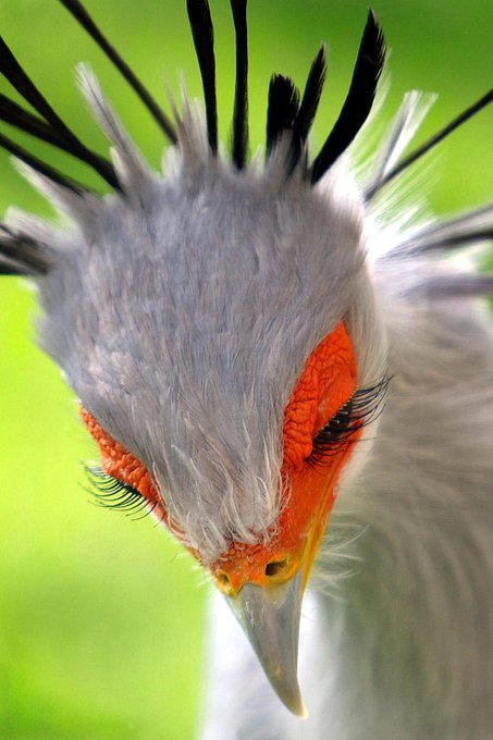 Rainmaker1973's tweet photo. Many birds don't have prominent eyelashes, but some have: secretary birds sport wonderful ones [read more: https://t.co/B0gYcXqXgk] https://t.co/1eGdgUbmYc