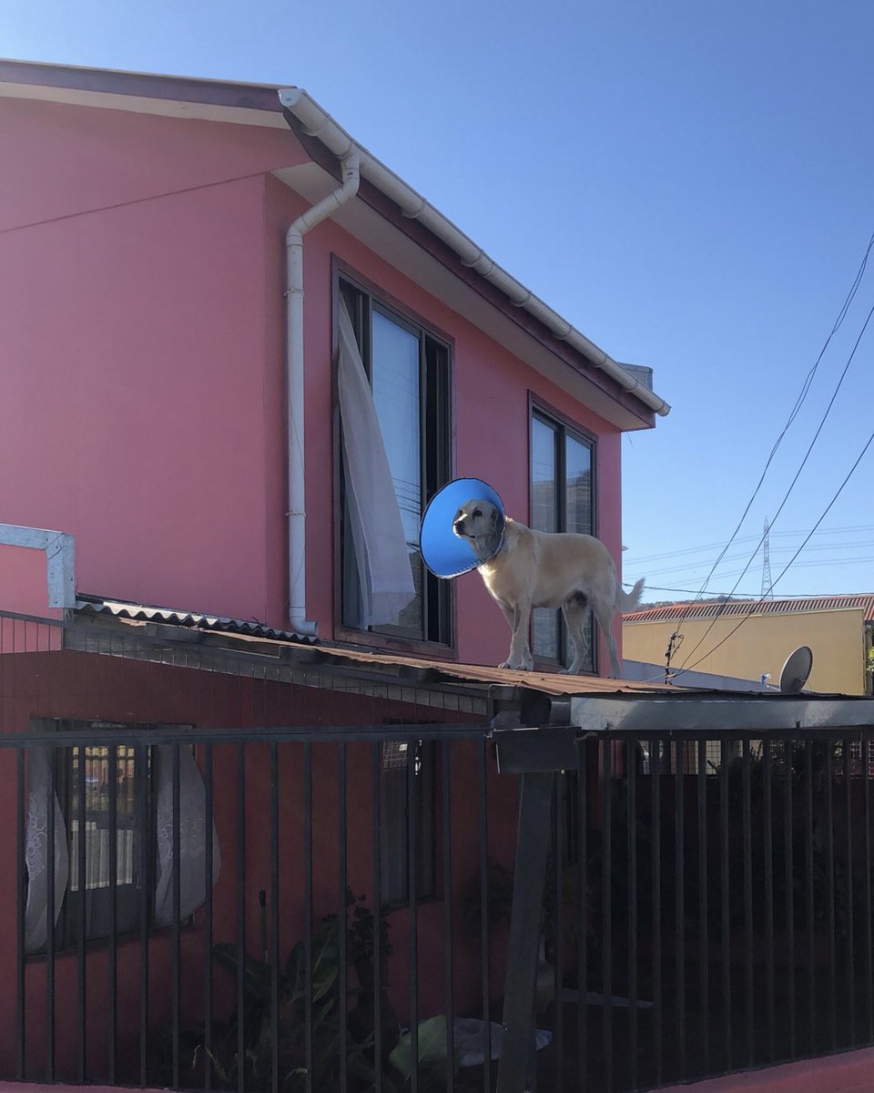 Antena perribólica 🐶📡