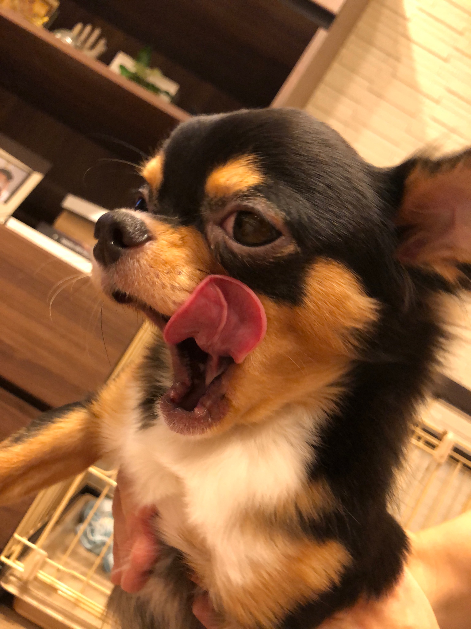 うえき矯正歯科 Ueki Orthodontic Clinic Mengshizhimu375 Twitter