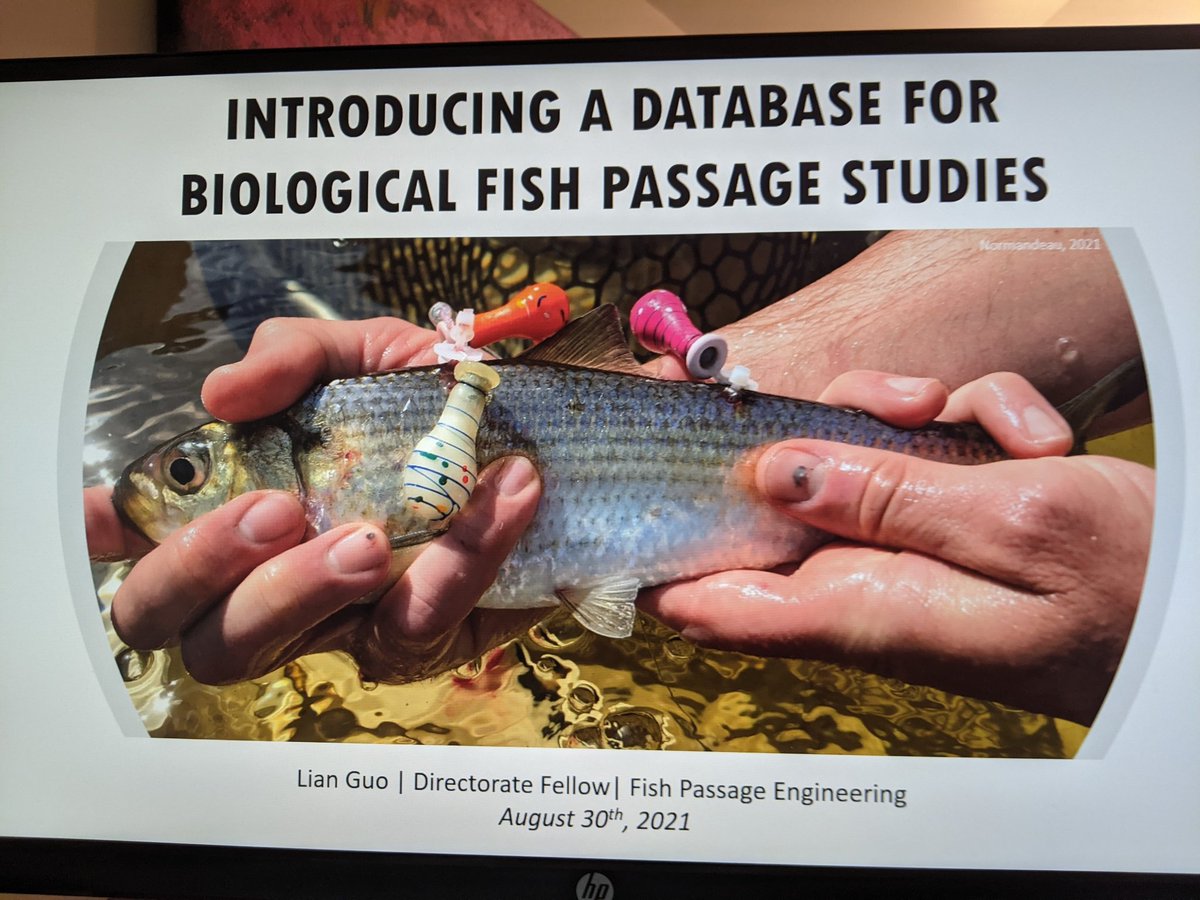 It's the last week of my Directorate Fellowship Program and today I'm sharing the database I created with the hydropower biologists who will use it to help make decisions about fish passage! Of course I used a river herring for my title slide 🐟 #fishpassage #fishsci #gradschool