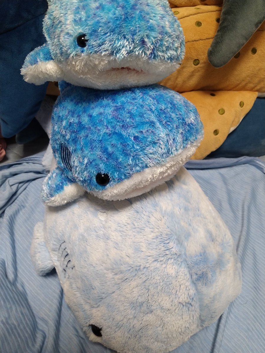 #国際ジンベエザメの日