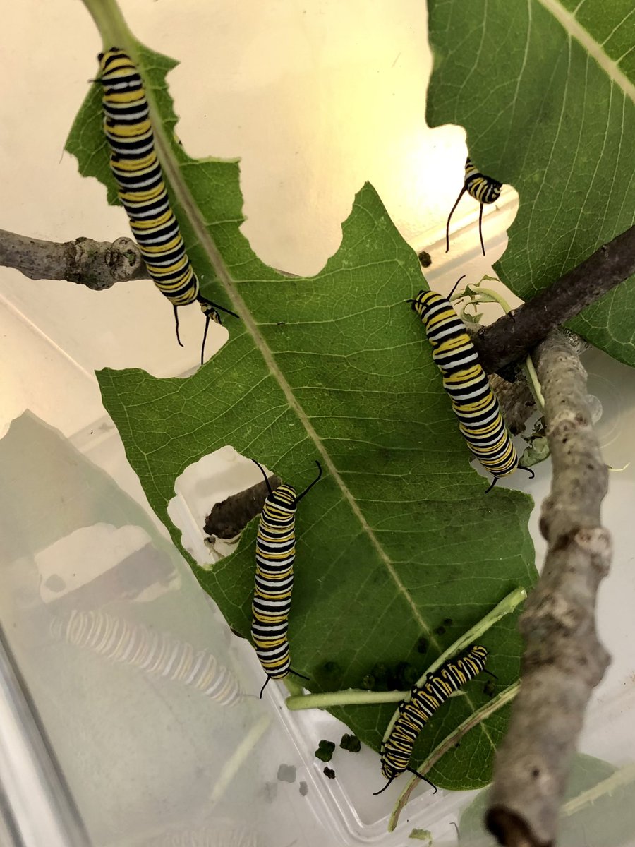 We have some very, very, very hungry caterpillars! #caterpillarwatch #savethemonarchs