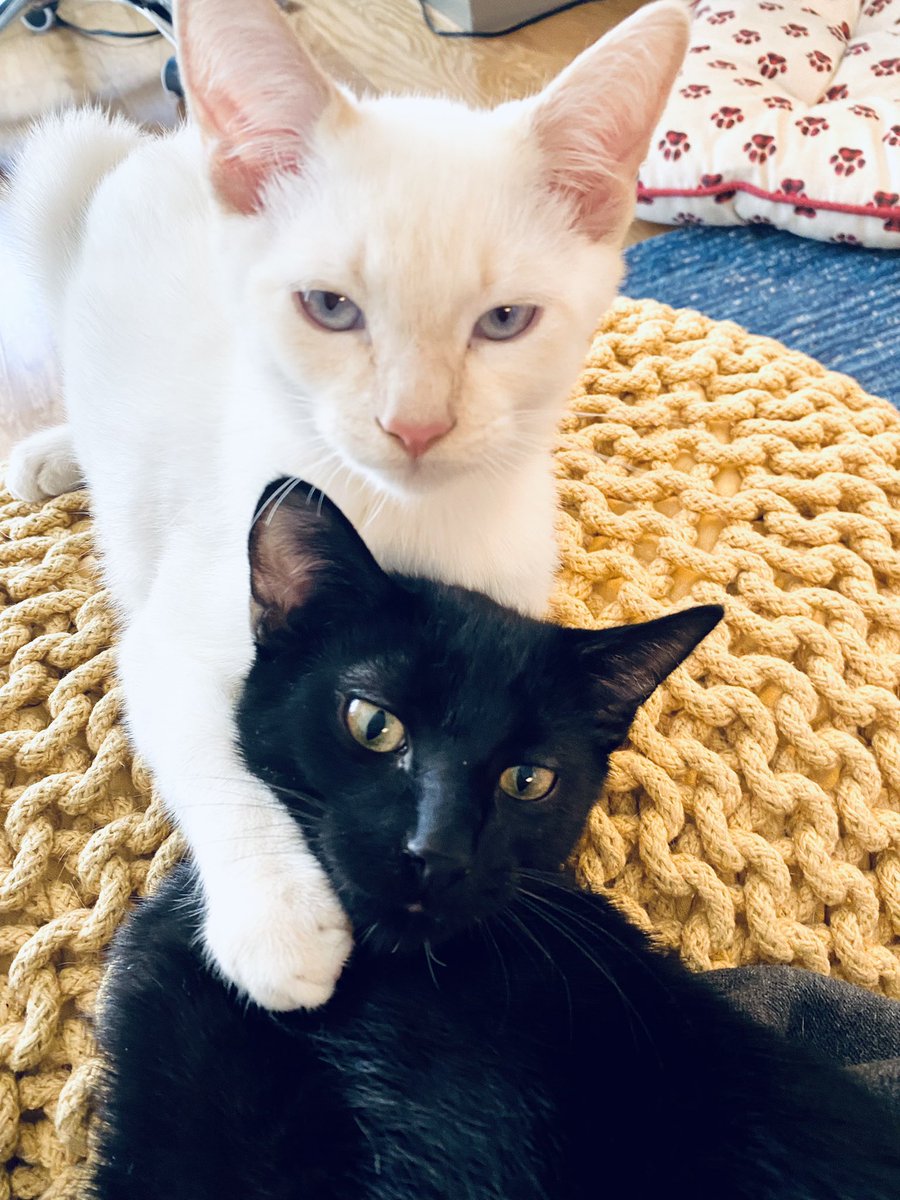 Littlewandnyc's tweet photo. 🤍🖤 Adoption alert! 🖤🤍

Dynamic duo Keanu and Frido are looking for a home. DM for more information on these beautiful black &amp; white cuties. 

#AdoptMe #LWNYC https://t.co/JzOqX1I5WE