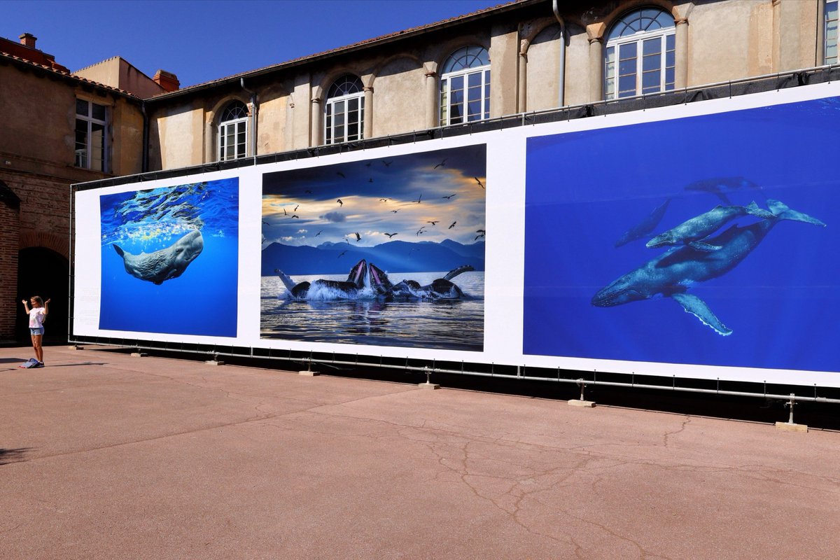 DrGSIMN3's tweet image. Las redes sociales han destrozado la exigencia por fotografías de calidad. En #visapourlimage2021 puedes contagiarte del placer de ver imágenes extraordinarias a gran tamaño. Sí, @CanonEMEApro @CanonEspana: necesitamos más megapíxels de calidad. #UNLEASHPRINT