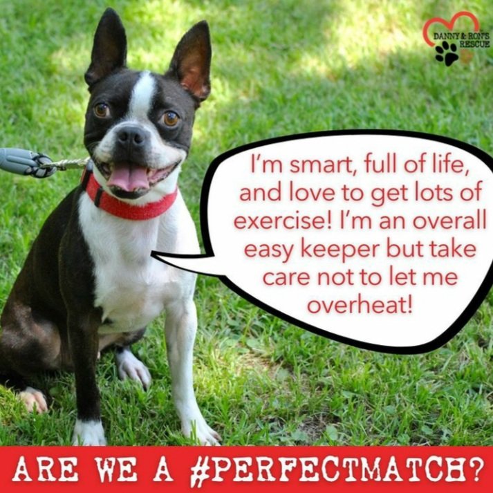 Do Boston Terriers Overheat