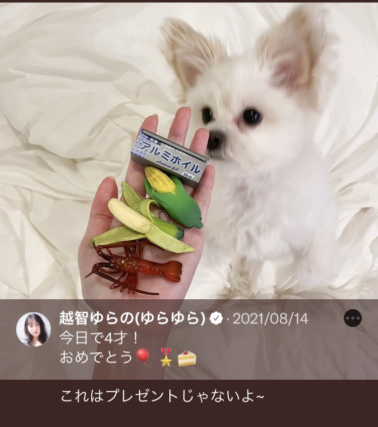 しまとら🐯 on X: しまとら🐯 on X: