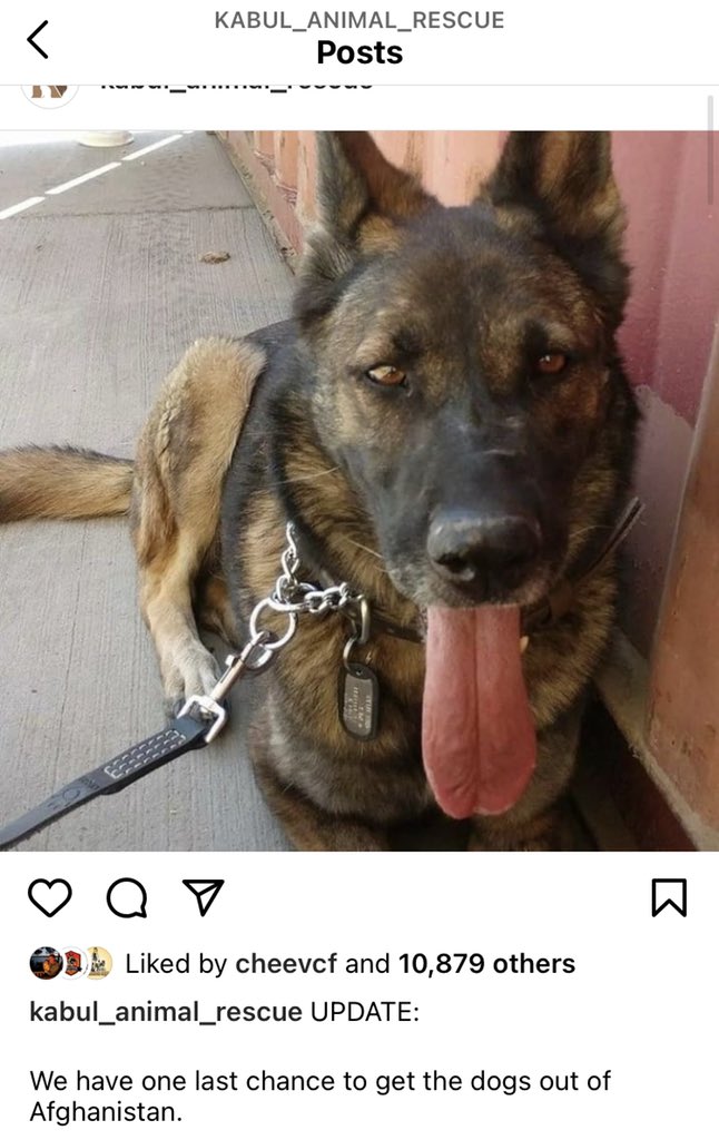 According to the last post from #KabulSmallAnimalRescue (before it was deleted) 51 #workingdogs still had a chance to be rescued.  I feel so helpless in all this…if there’s a chance we can save those dogs from being tortured to death we have try! <a href="/POTUS/">President Donald J. Trump</a> <a href="/VP/">Vice President JD Vance</a>