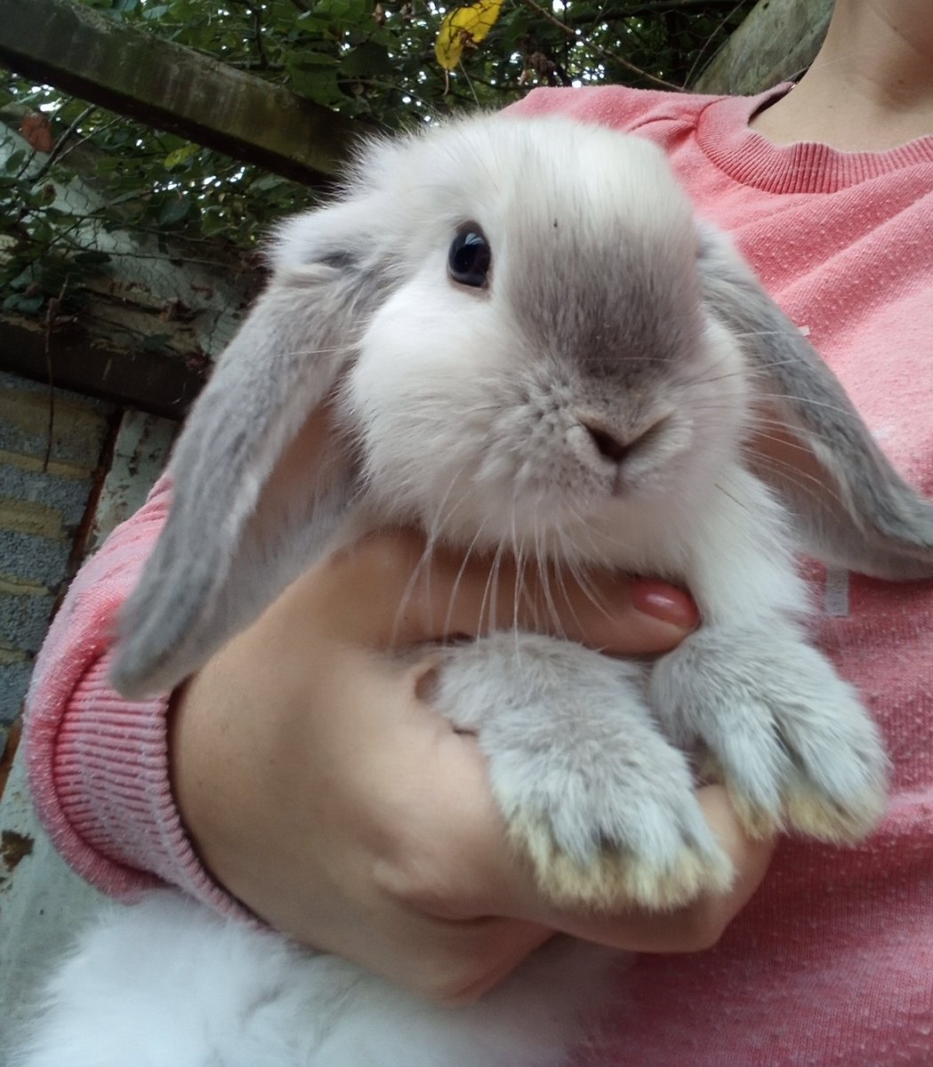 sallyChatteris's tweet photo. Little boy cutie https://t.co/iEQxE46yyd