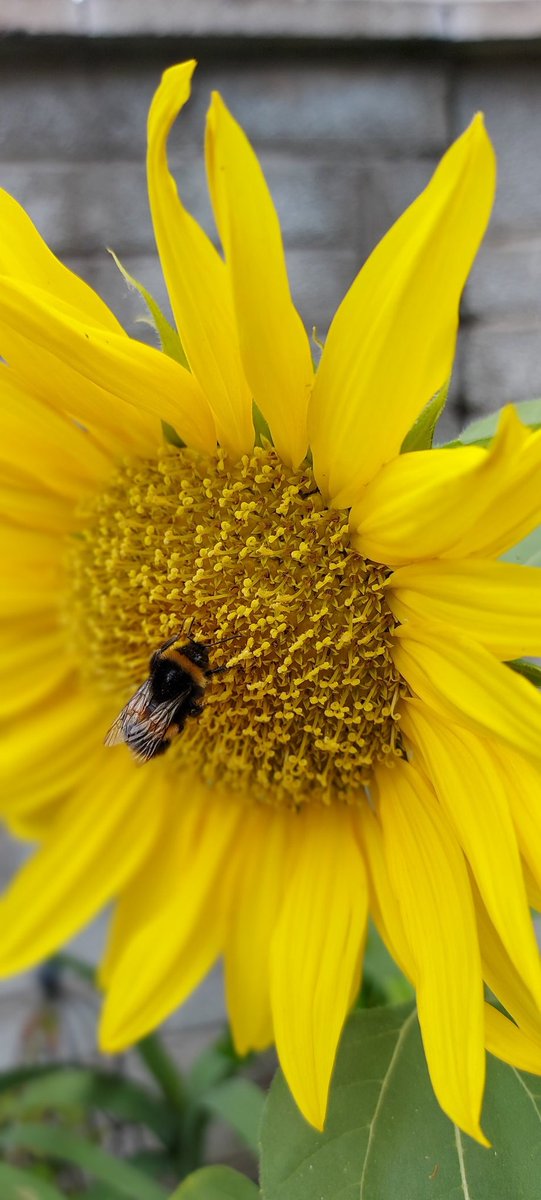 SimpleHonestly's tweet photo. A pollinator's paradise 🐝🌻 https://t.co/hQaAbcyqD3