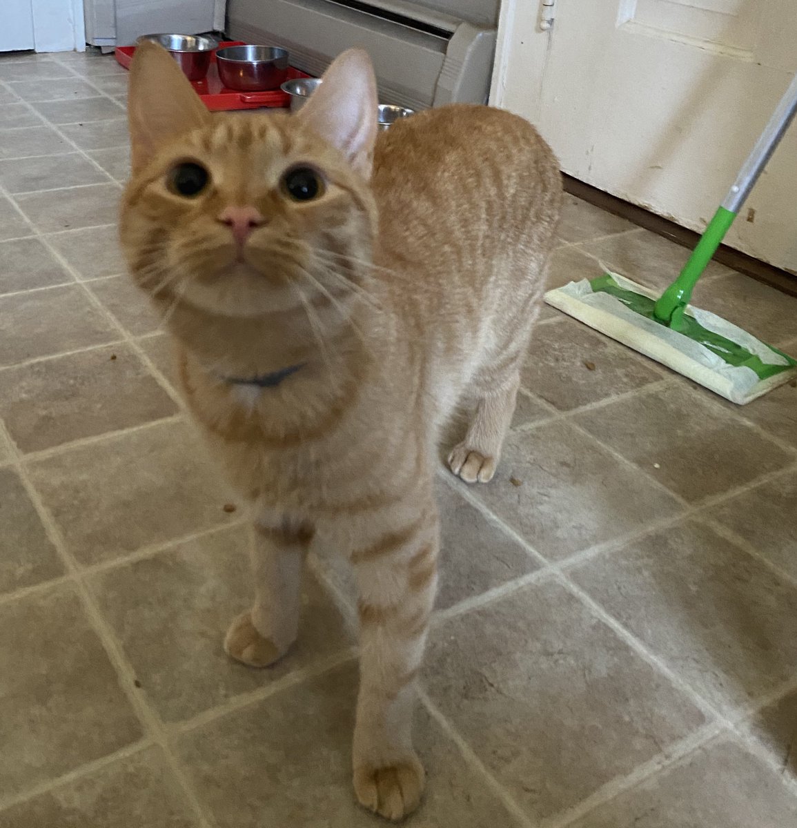 elton the cat tweet media