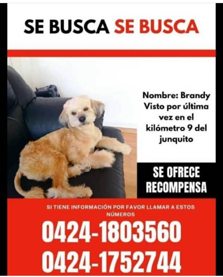 #SeBusca a Brandy, El Junquito