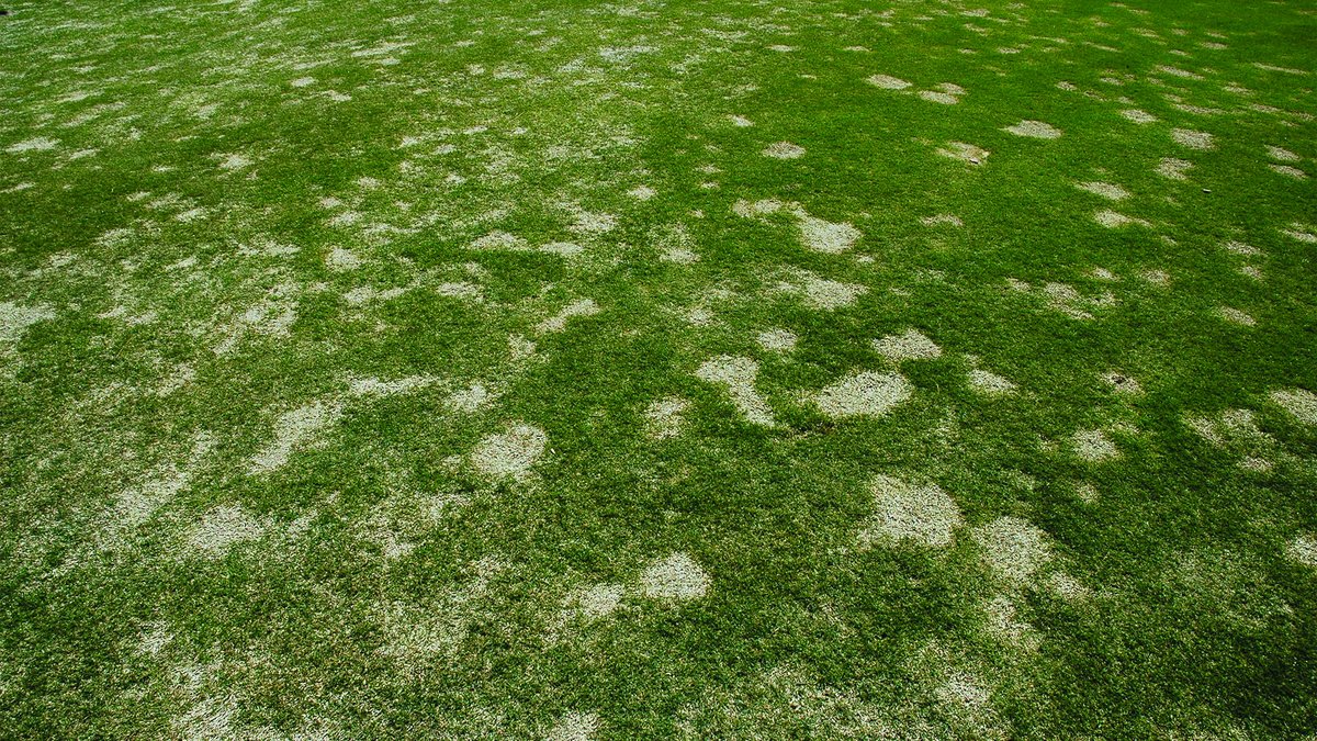 SyngentaTurf's tweet image. As summer ends, it’s time to act against #springdeadspot and #takeallrootrot to ensure playability on courses. 🏌️

Our Spring Dead Spot + Take-all Root Rot Assurance can help with properly timed applications and more:

Get started: ow.ly/5XRG50G0GxT
