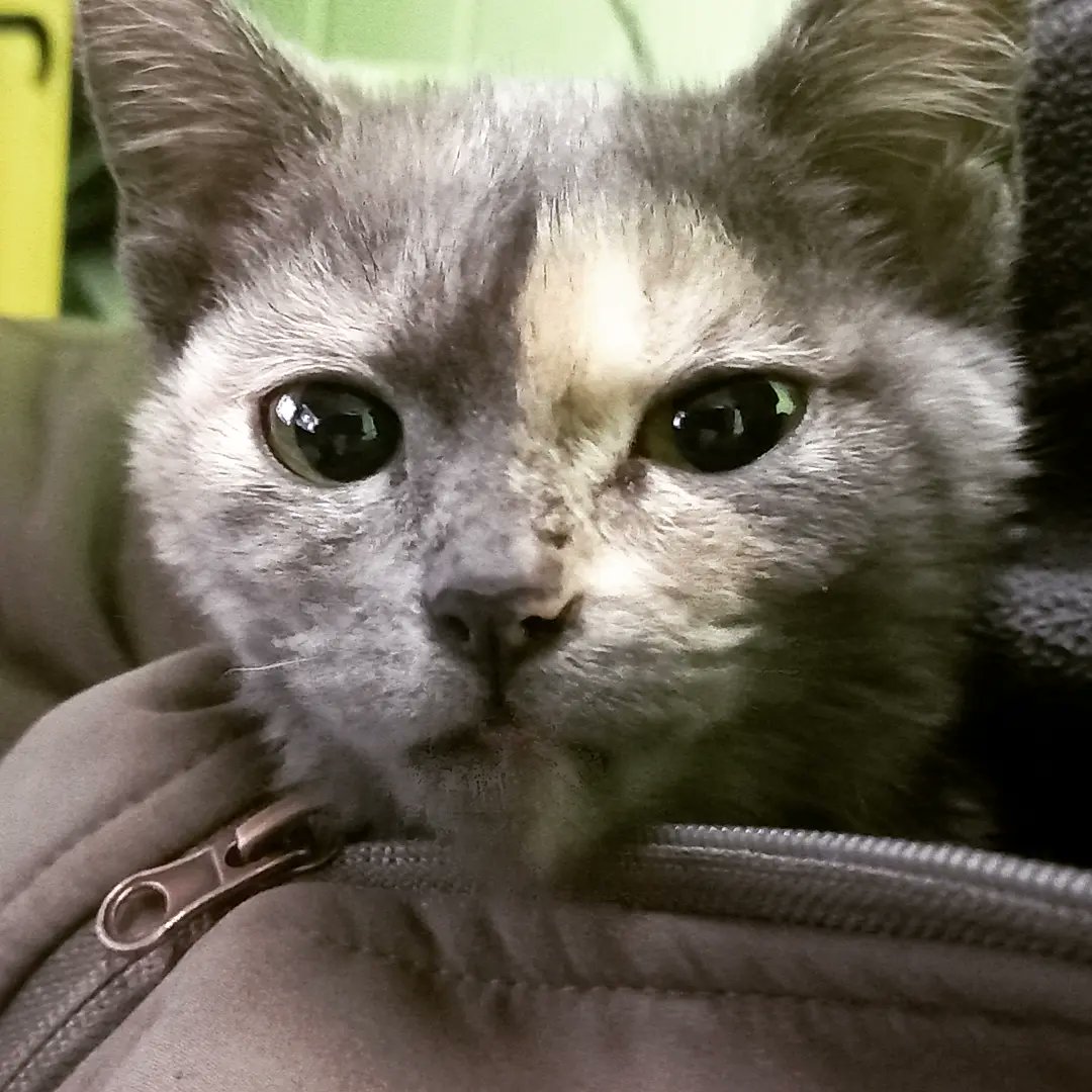 Cyphid1's tweet photo. Comfy spot in my jacket I geuss #rescuecat https://t.co/QWnK33B2TC