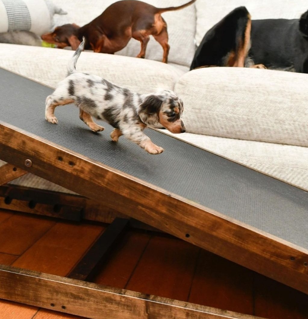 DoggoRamps's tweet photo. Heading into a new week! Happy Monday DoggoRampers! 🐾🏃‍♂️💨
.
.
#newweek #MondayVibes #dogsofinstagram #dogsoftwitter #dogs #doggoramps #dogramps https://t.co/zgTO4pBTM7