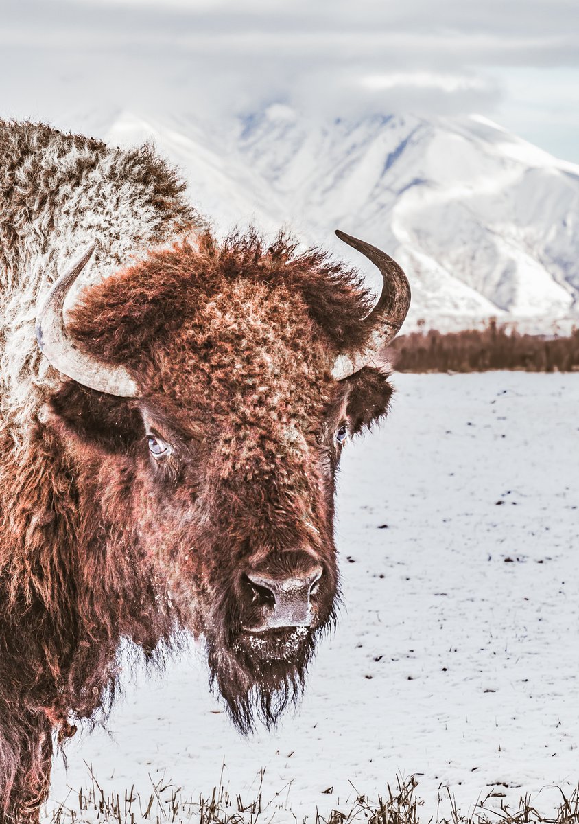 Celebrate NFT Photography (@photographynfts) on Twitter photo “Winter’s Gaze” by <a href="/wyatt_peterson/">Sicko Plum🧢</a> for .25 ETH.
“To gaze into the eyes of nature is to reflect upon the wild within our own hearts and souls,” Wyatt wrote.
At 0.25, this winter buffalo close-up is as good as it gets. Add it to your collection now!
foundation.app/@Wyatt_Peterso… “Winter’s Gaze” by <a href="/wyatt_peterson/">Sicko Plum🧢</a> for .25 ETH.
“To gaze into the eyes of nature is to reflect upon the wild within our own hearts and souls,” Wyatt wrote.
At 0.25, this winter buffalo close-up is as good as it gets. Add it to your collection now!
foundation.app/@Wyatt_Peterso…
