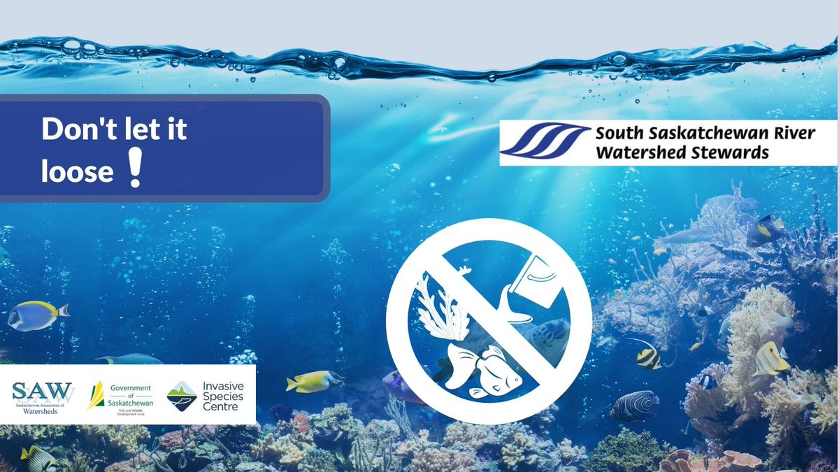 SouthSaskRiver's tweet photo. Did you know some of the most serious invasive species were once sold as pets or plants for aquariums and garden pondsβοΈThink twice before buying a pet and never release them into the wild.π #DoNotLetItLoose #InvasiveSpecies #Watershed https://t.co/IcDAh381Lz