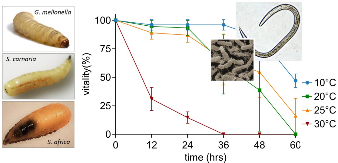 BrivioLab's tweet image. Influence of temperature changes on insect and entomopathogen  
#climatechange #globalwarming #insectpest #nematodes 
Susceptibility to #entomopathogens and modulation of basal #immunity in two #insect models at different #temperatures doi.org/10.1016/j.jthe…