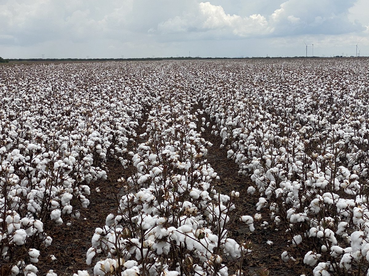 Wrapped up 2021 crop this weekend. So glad this one is over! #Plant22 only 160 days away! @NexGenCotton   <a href="/JustinChopelas/">SandhillCranePatrol</a> <a href="/kelseychopelas/">Kelsey Reed Chopelas</a>