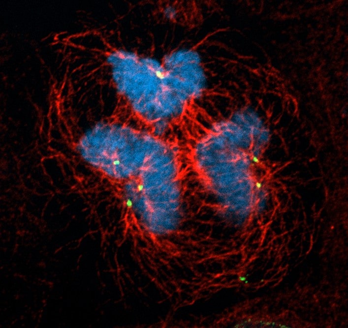Proteintech's tweet image. Check out one of our &apos;Microscopy Image Competition&apos; entry from Maria Rosa (@institutpasteur) showing Caco-2 cells in division labeled with DAPI, anti alpha tubulin  11224-1-AP in red and specific antibody in green.

Enter here: ow.ly/w6W550FXZaM
#microsope #imagecompetition