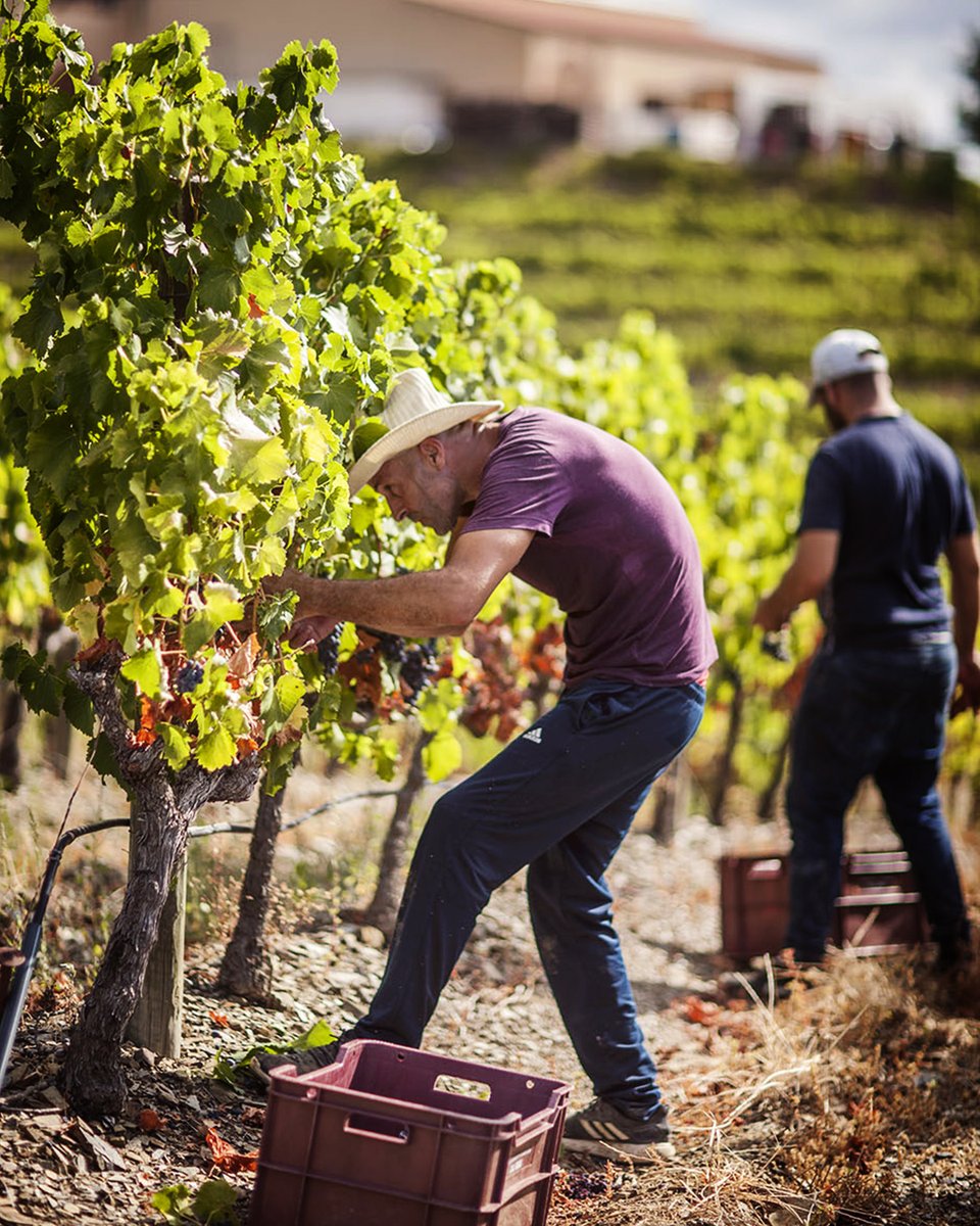 VinosIberian's tweet photo. Con esta foto damos comienzo a nuestra vendimia 🍇 en Cal Grau (Priorat), esperamos una uva muy equilibrada tanto en grado como en acidez y con un aceptable volumen de producción. 
¡Suerte para todos! Os iremos contando.

#calgrau #vino #winefromspain #vinosdeespaña #priorat https://t.co/lZNZNrNOfz