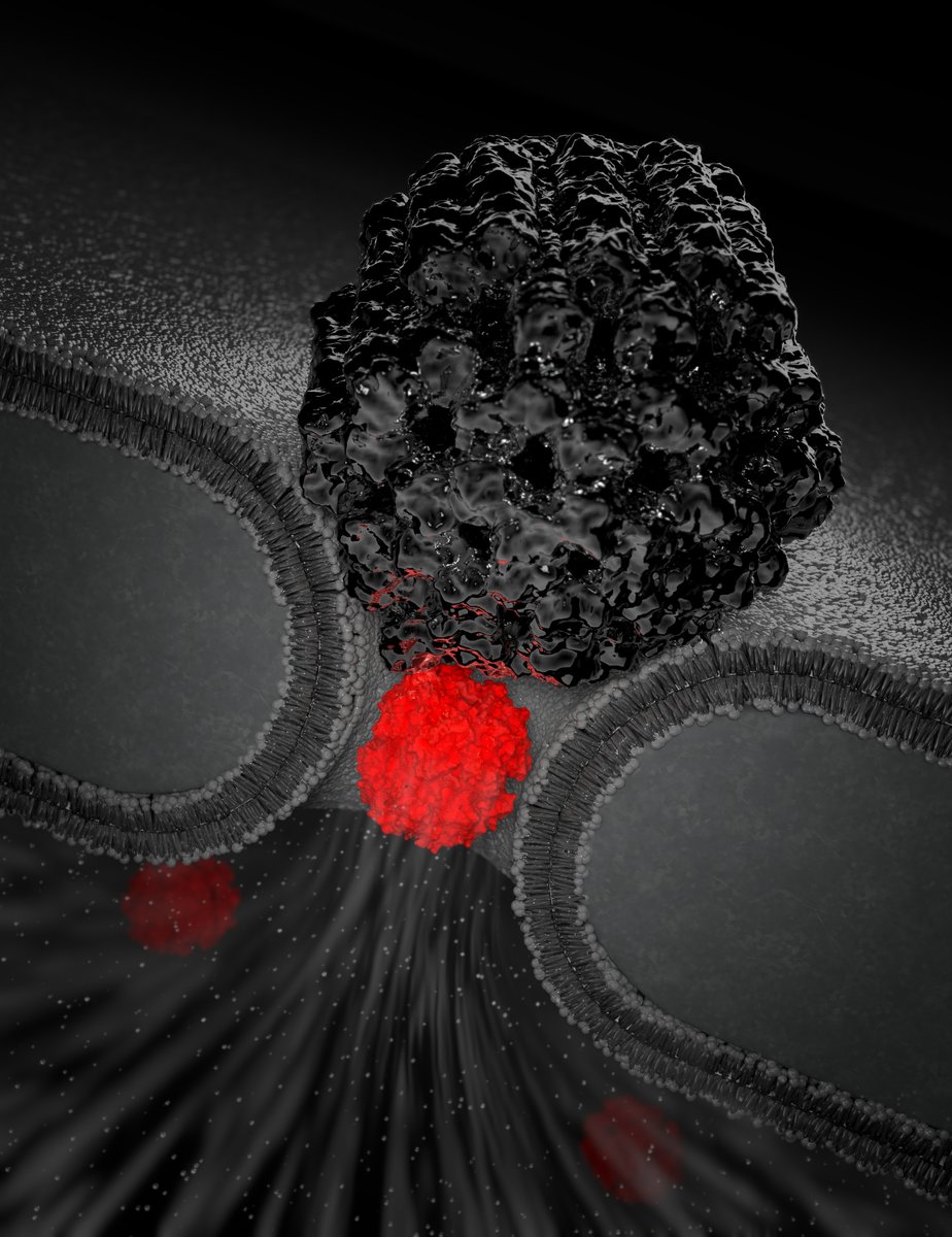 Cees Dekker tweet media