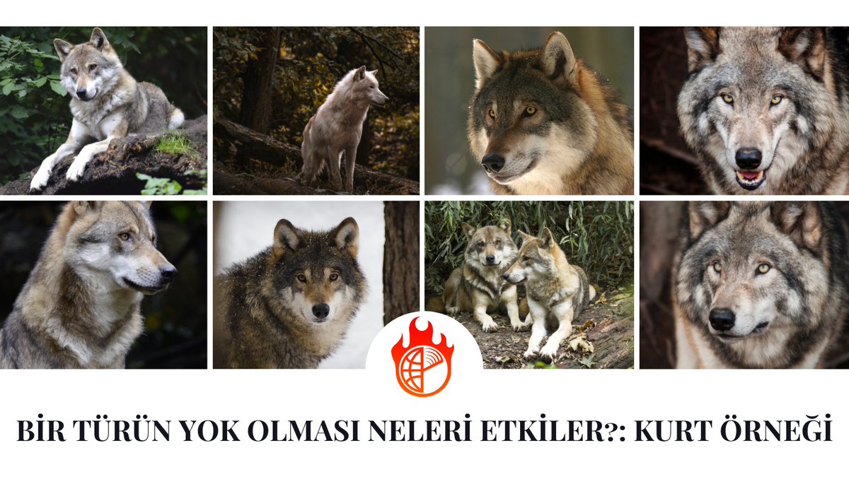 "Bir Türün Yok Olması Neleri Etkiler?: Kurt Örneği" yazımızı okudunuz mu? 📚
Link➡ t.ly/FILE

#kurtörneği #türünyokolması #iklim #iklimkrizi #iklimkrizitopluluğu #ikt