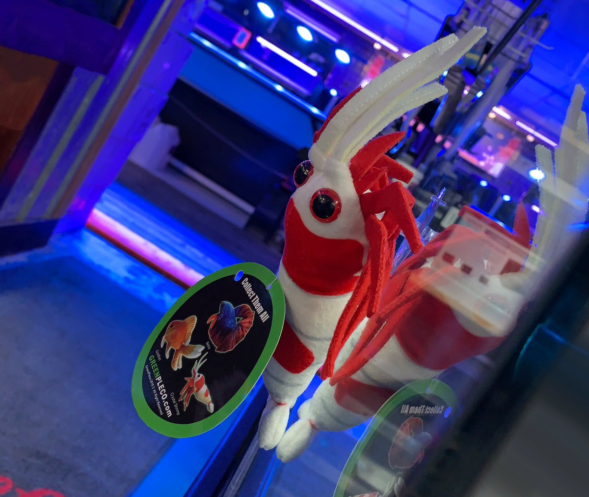 Cute, aren't they? We have a ton of these suction cup plushies by GreenPleco that adhere to most tanks, windows, or fridges. Come see if we have your favorite fish!🐠🌊