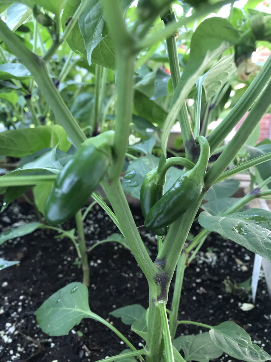A few jalapeños from my raised garden this morning.