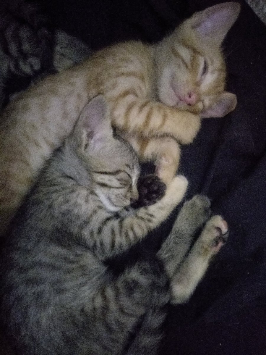 The Armchair Critic (hasanarmchair) Twitter