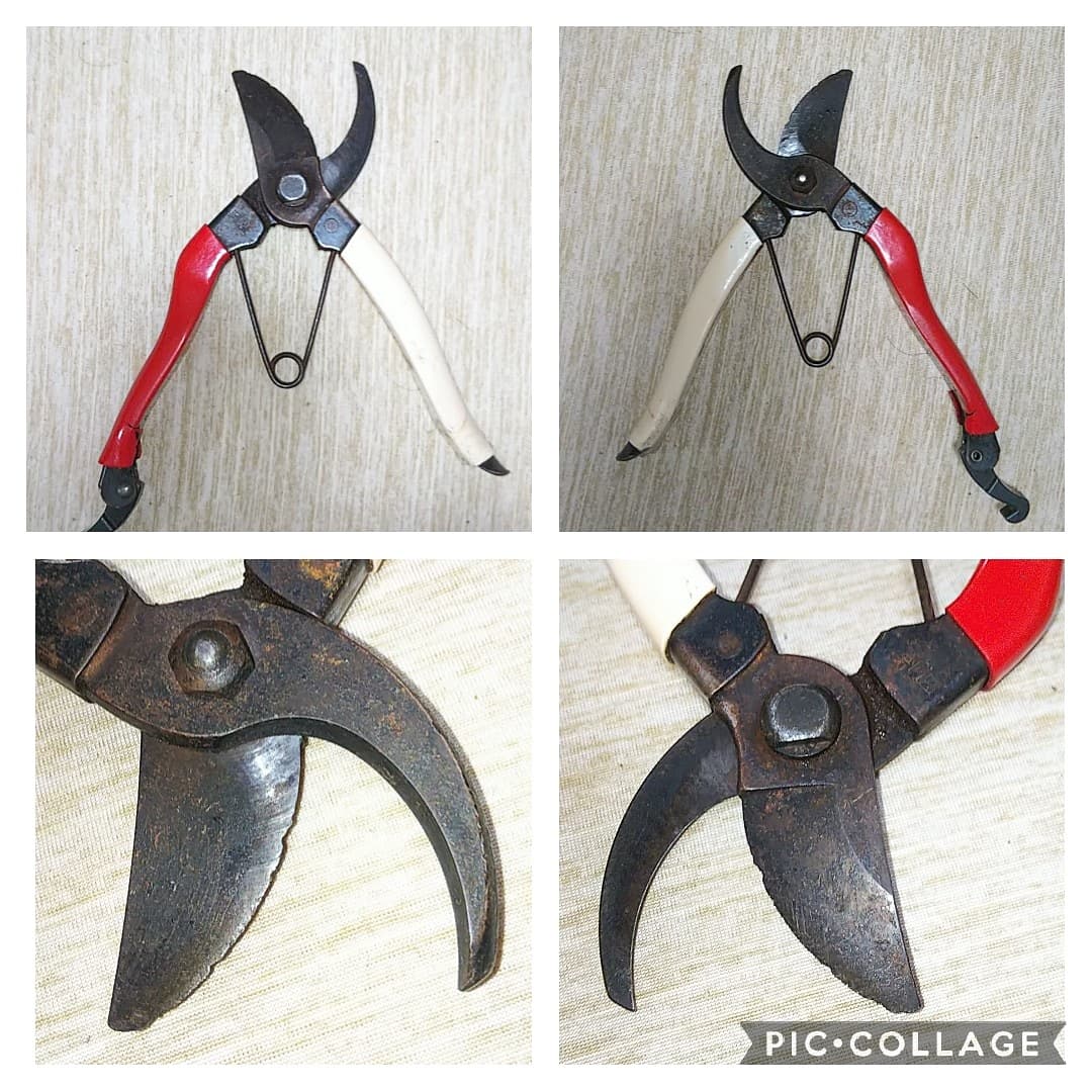 ヤブサン 鋏研ぎビフォーアフター 分解出来なかったのと ヤスリが大きいのとで 上手く研げませんでした ただ これを機に8枚の写真を投稿する方法を模索し 4枚を1枚にまとめる加工アプリを導入するという成長をしました 岡恒の剪定鋏 ビフォー ヤブサン 鋏研ぎビフォーアフター 分解出来なかったのと ヤスリが大きいのとで 上手く研げませんでした ただ これを機に8枚の写真を投稿する方法を模索し 4枚を1枚にまとめる加工アプリを導入するという成長をしました 岡恒の剪定鋏 ビフォー