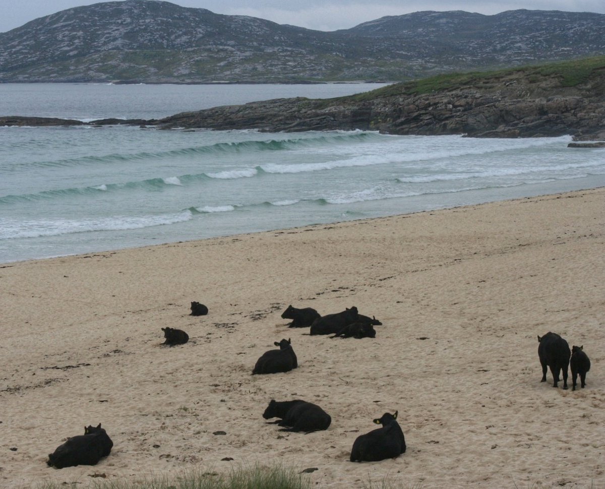 Strathview1's tweet image. Slow days are good days..💙 #isleofharris #outerhebrides #westernisles @VisitScotland #scotland @OuterHebs